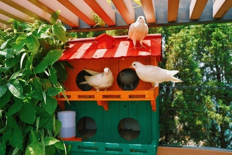 Ngoài ra, anh còn sử dụng bẫy ánh sáng để hạn chế côn trùng và dùng đạm cá nước ngọt ủ vi sinh làm phân bón giúp cây trồng luôn xanh tốt, sai quả. Theo anh, dù quy trình này đòi hỏi nhiều công sức và chi phí vận hành cao nhưng đổi lại gia đình sẽ hoàn toàn an tâm về chất lượng sức khỏe.