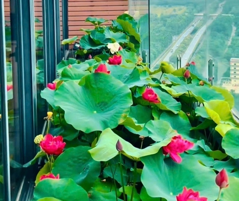 Để vận hành khu vườn khổng lồ này một cách hiệu quả, anh đã lắp đặt hệ thống tưới thông minh điều khiển qua điện thoại, cho phép tùy chỉnh tưới phun hoặc nhỏ giọt theo đặc tính của từng loại cây.