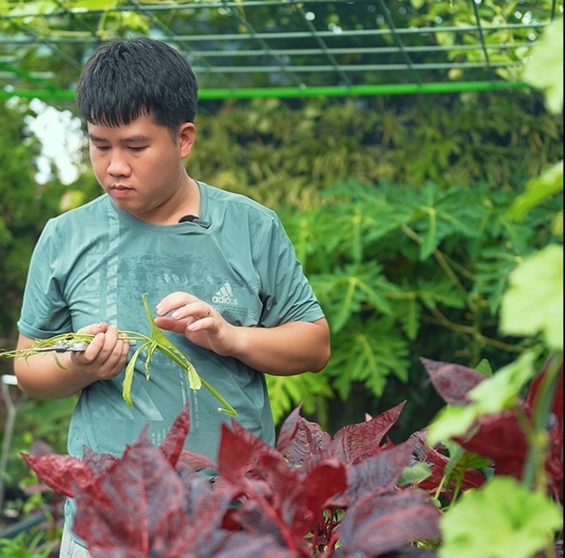 Với diện tích lên tới 170 m2, không gian này không chỉ đơn thuần là nơi trồng trọt mà còn là một hệ sinh thái thu nhỏ đầy sức sống với đầy đủ rau sạch, cây ăn quả, hồ cá Koi, ao sen và cả đàn chim bồ câu thân thiện.