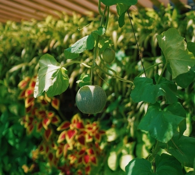 Khu vườn được anh Tùng phân chia khoa học thành nhiều khu vực chức năng riêng biệt. Nơi dành cho cây cảnh trang trí hội tụ các loài như sen, xương rồng, dương xỉ và trầu bà. Khu vực cây ăn trái có sự góp mặt của đu đủ, chanh leo, chuối, roi và ổi, trong đó anh ưu tiên các giống cây cho quả quanh năm. Riêng mảng rau xanh, anh canh tác các loại rau ngắn ngày theo mùa như mồng tơi, rau muống, cải, bầu, bí và cà chua để đảm bảo nguồn thực phẩm luôn tươi mới.