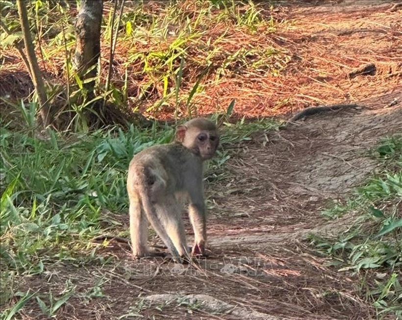 Ngay sau khi tiếp nhận, Công an phường Lâm Viên - Đà Lạt phối hợp với lực lượng chức năng thả cá thể khỉ nêu trên về rừng thông tự nhiên. Ảnh: TTXVN phát