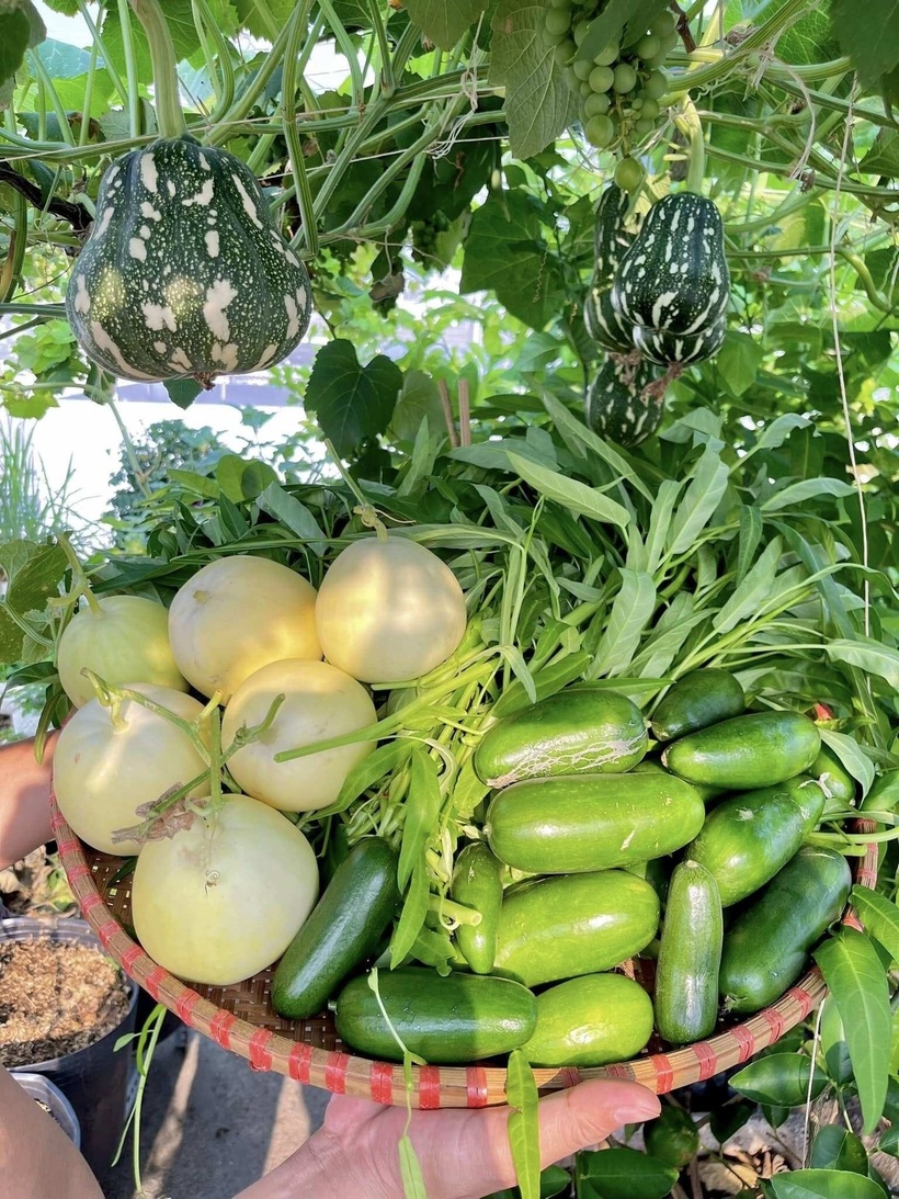 Từ ý định ban đầu là trồng cho vui, hai vợ chồng dần bị cuốn vào niềm đam mê làm vườn lúc nào không hay. Với chị Trân, mỗi ngày được chứng kiến cây lớn, hoa nở, trái sai không chỉ giúp gia đình có nguồn thực phẩm sạch mà còn là liệu pháp tinh thần hiệu quả để giảm bớt áp lực từ công việc kinh doanh và nhịp sống đô thị.