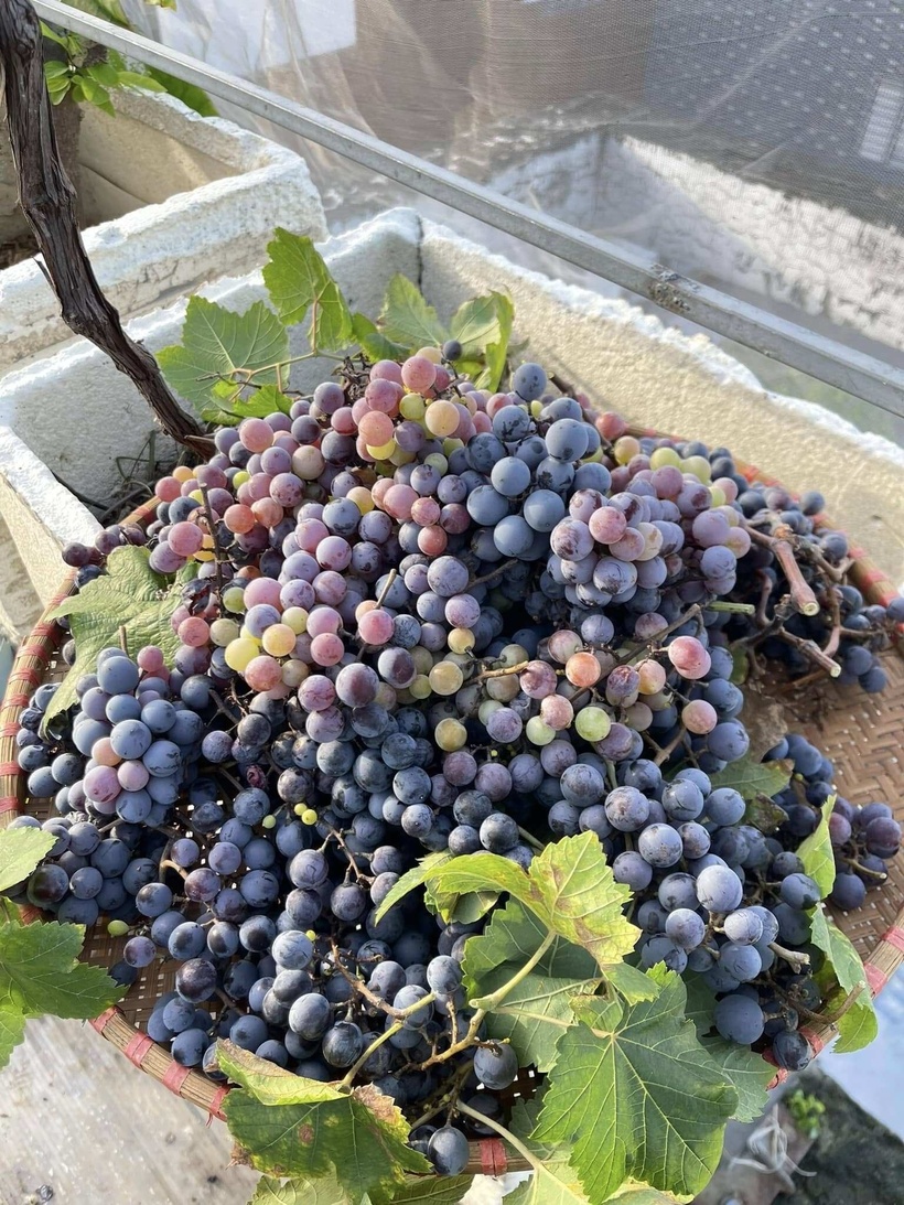 Tầng trên đón nắng gắt hơn được ưu tiên cho các loại cây leo theo mùa như bí đỏ, mướp, bầu bí và các loại cây ăn trái đa dạng như ổi, táo, mãng cầu. Đặc biệt, niềm tự hào lớn nhất của chị là vườn nho với ba giống ngoại nhập gồm nho kẹo, nho Baileys và nho ngón tay luôn cho thu hoạch đều đặn mỗi bốn tháng một lần.