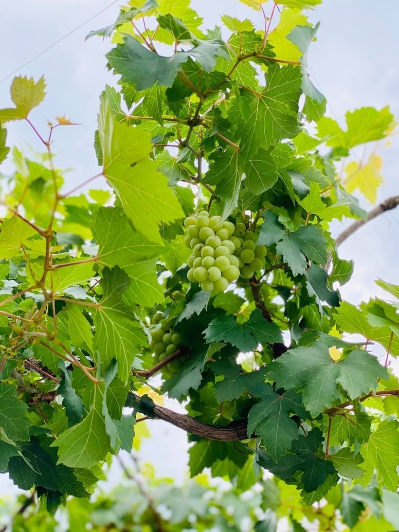 Để có được thành quả như hiện tại, gia đình chị đã đầu tư khoảng 50 triệu đồng cùng rất nhiều công sức trong suốt 15 năm qua. Thay vì chỉ mua các loại chậu lắp ghép đắt tiền, anh chị còn tận dụng thùng xốp và bồn nước cũ để tiết kiệm chi phí.