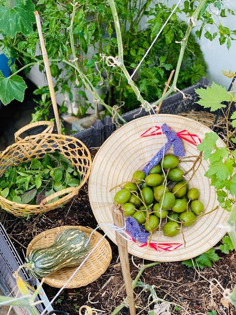 Trải qua hơn mười năm, diện tích vườn đã được mở rộng từ 25m² ban đầu lên khoảng 35 đến 40m². Để tối ưu hóa không gian, chị Trân khéo léo phân chia vườn thành hai tầng dựa trên đặc điểm ánh sáng. Tầng dưới ít nắng là nơi trú ngụ của các loại rau gia vị như quế, ngò, tía tô, diếp cá cùng các cây ăn quả như khế, cóc, chuối.