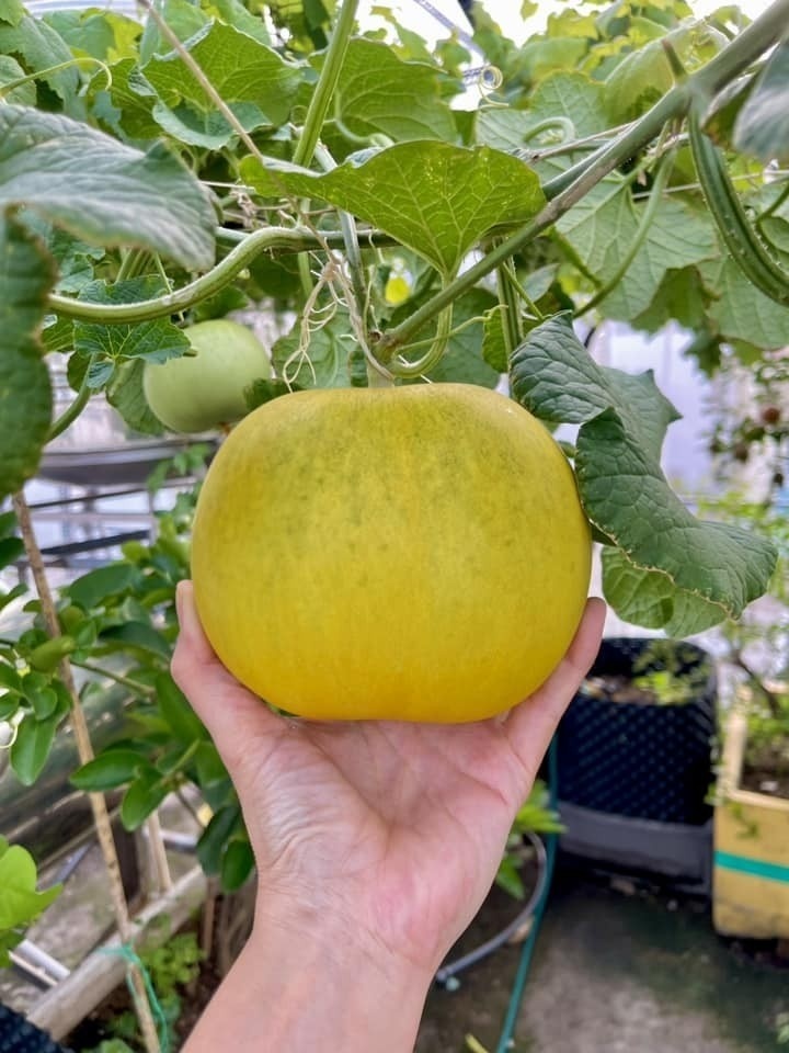 Chồng chị phụ trách các khâu kỹ thuật khó như ghép cây, chiết cành và lắp đặt hệ thống tưới tự động, còn chị Trân đảm nhận việc bắt sâu và chăm sóc chi tiết. Khó khăn lớn nhất mà anh chị từng trải qua chính là việc kiên trì khuân từng bao đất từ tầng trệt lên tầng bốn, một công việc đòi hỏi sự nhẫn nại và sức khỏe bền bỉ.