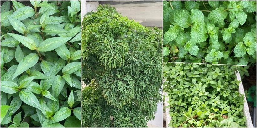 Thậm chí, trong giai đoạn dịch bệnh căng thẳng, mảnh vườn còn trở thành nguồn cung rau sạch quý giá cho hàng xóm. Hiện nay, chị còn cung cấp ra thị trường các nông sản dư dả từ vườn nhà như bí đỏ, nước ép nho và gừng sẻ.