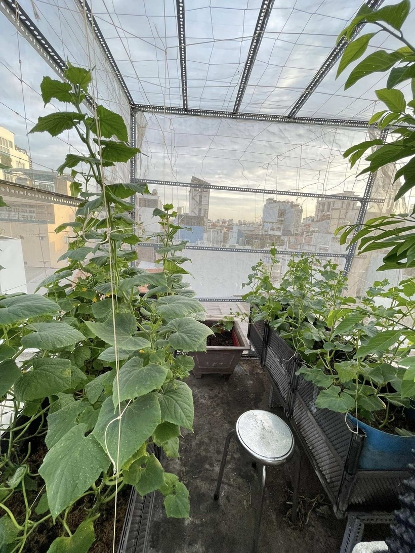 Đối với chị Ngọc Trân, giá trị của khu vườn không chỉ dừng lại ở những vụ thu hoạch bội thu với hàng chục kilôgam táo hay dưa leo, mà quan trọng hơn cả là sự gắn kết gia đình. Những giây phút cùng chồng vun xới, cùng các con chăm sóc cây cối đã tạo nên một không gian sống đầy năng lượng tích cực.