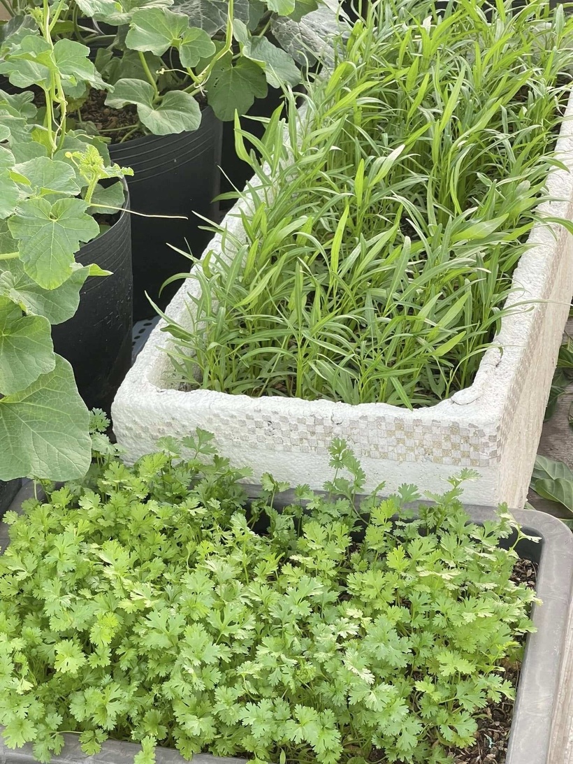 Hành trình kiến tạo "ốc đảo" trên cao của chị Ngọc Trân bắt đầu từ một cơ duyên hết sức giản dị vào năm 2011. Sau khi sinh con thứ hai, chồng chị vốn là người yêu thích thiên nhiên từ nhỏ đã bắt tay vào trồng những chậu cải mầm đầu tiên. Từ những mầm xanh non nớt ấy, niềm vui cứ thế nhân lên khi anh chị thử nghiệm thành công các loại cây dây leo như khổ qua, dưa leo.