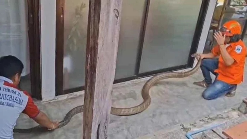 Con rắn hổ mang chúa với kích thước khủng khiến ai nhìn cũng rùng mình.