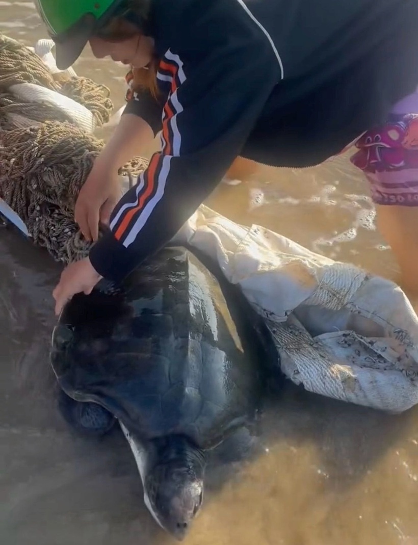 Người dân phát hiện cá thể rùa bị mắc lưới rác. (Ảnh: Lao động)