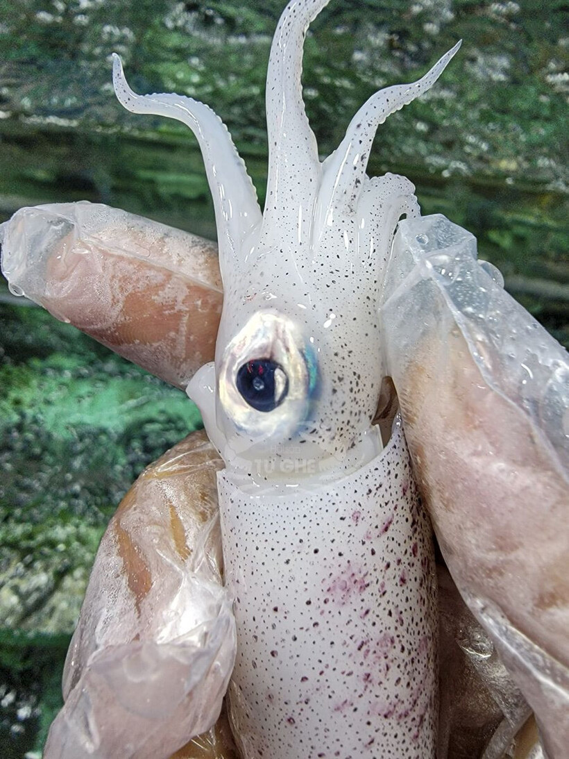 Mực tươi trông sáng bóng, thịt săn, đầu và thân dính chặt nhau.