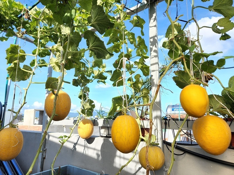 Thành quả sum sê ngày hôm nay là kết tinh từ hành trình 4 năm miệt mài gieo trồng và chăm sóc của chị Luy. Ý tưởng về một khu vườn giữa phố thị được nhen nhóm từ năm 2019, thời điểm con gái thứ hai của chị bắt đầu bước vào giai đoạn ăn dặm. Tuy nhiên, động lực lớn nhất thôi thúc chị bắt tay vào làm chính là tình yêu dành cho cậu con trai đầu lòng vốn chịu nhiều thiệt thòi do khiếm khuyết về trí tuệ.