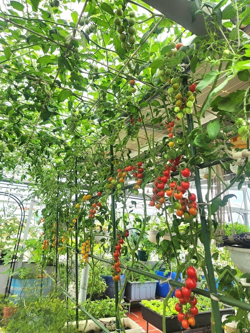 Không gian này không chỉ là nguồn cung cấp thực phẩm sạch mà còn trở thành điểm đến yêu thích của các đoàn "nông dân nhí" từ các trường mẫu giáo và là nơi gặp gỡ, check-in lý tưởng cho bạn bè, người thân vào mỗi dịp cuối tuần.