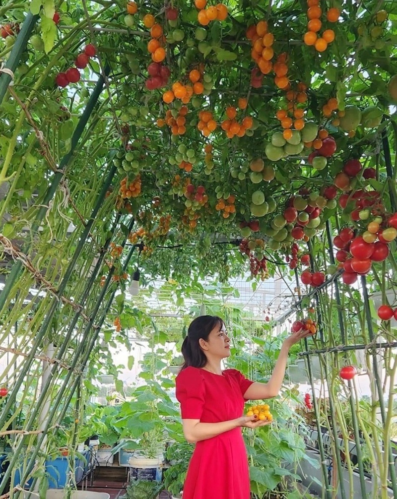 Những ngày cuối tháng 3, khu vườn trên cao của gia đình chị Lê Thị Thu Luy (39 tuổi, trú tại quận Thanh Khê, Đà Nẵng) trở nên rực rỡ và tràn đầy sức sống. Trên giàn cao, những chùm cà chua sai trĩu trịt đang chuyển dần từ sắc xanh sang cam đỏ mọng nước. Phía dưới mặt chậu, những tán súp lơ trắng, tím xòe to tròn như những đóa hoa khổng lồ, xen kẽ giữa các luống bắp ngô, củ cải, chanh, ớt và đủ loại rau ăn lá xanh mướt.