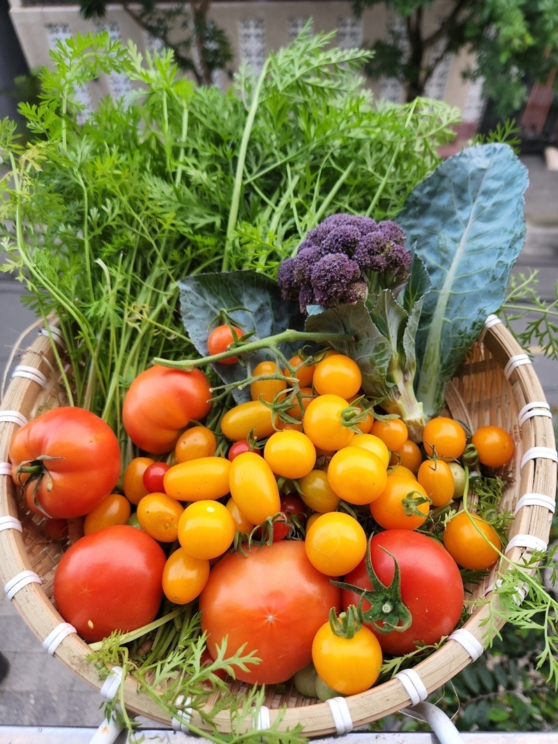 Thời gian đầu chưa có kinh nghiệm, chị từng đối mặt với việc cây héo rũ do sùng đất tấn công hoặc bệnh tuyến trùng rễ vì xử lý phân bón chưa kỹ. Không bỏ cuộc, chị miệt mài học hỏi từ các hội nhóm làm vườn để đúc kết ra công thức đất trồng tối ưu, vừa đảm bảo dinh dưỡng vừa giảm tải trọng cho mái nhà.