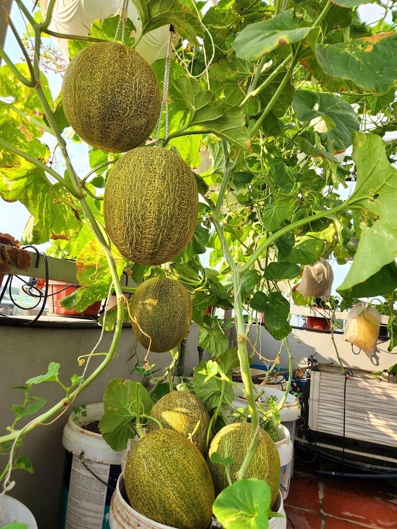 Quá trình kiến thiết khu vườn cũng đầy rẫy những thử thách. Khi xây nhà vào năm 2021 đúng lúc dịch bệnh bùng phát, chị Luy chỉ nặng vỏn vẹn 40kg nhưng đã tự tay khuân vác từng bao đất lên tầng 3. Tận dụng khoảng diện tích 35m2 còn trống trên sân thượng sau khi lắp đặt pin năng lượng mặt trời, chị đã kiên trì suốt một năm ròng để lấp đầy các chậu trồng.