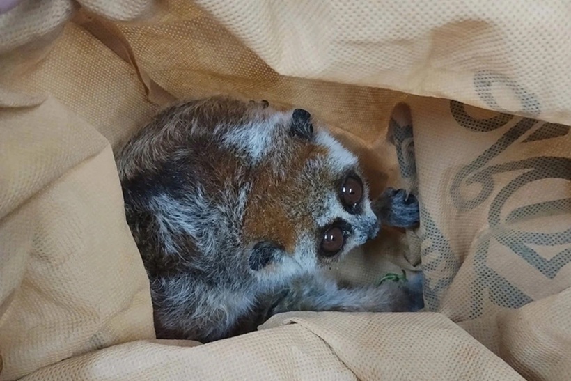 Cá thể Cu li. Ảnh: Dân Trí