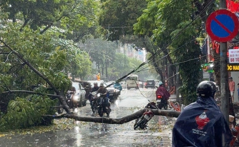 Cây xanh bị bật gốc đè trúng người đi xe máy. (Ảnh: VietnamNet)