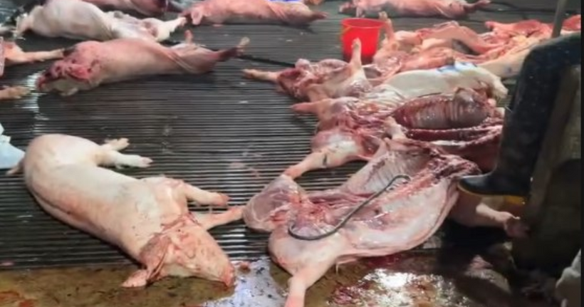Gần 300 tấn lợn dịch tuồn vào chợ, công ty cung cấp thực phẩm cho trường học ở Hà Nội.