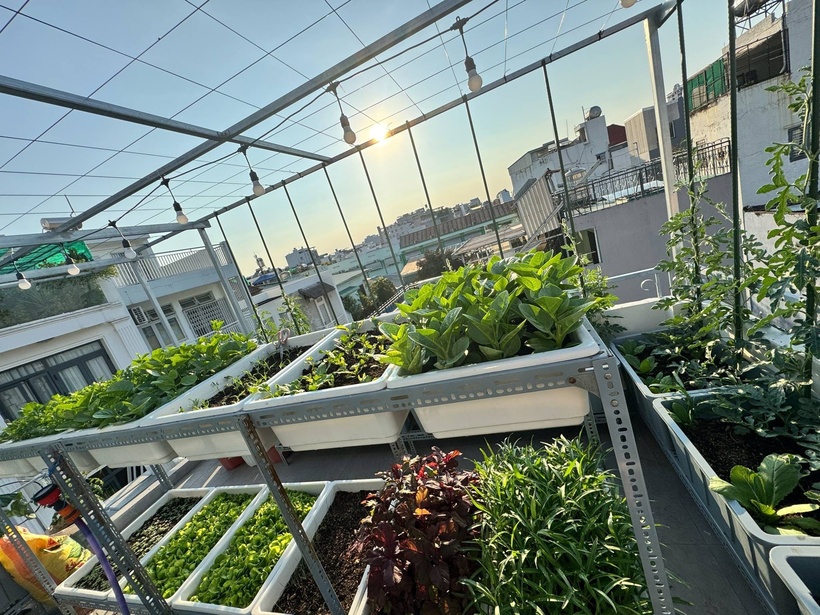 Ban ngày bận rộn với công việc, đến buổi tối chị lại dành thời gian lên mạng tìm hiểu các loại vật tư chất lượng với giá cả phù hợp với điều kiện kinh tế, sau đó tự tay thi công hệ thống giàn và giá đỡ chậu. Sau hai tuần chuẩn bị, những hạt mầm đầu tiên đã chính thức được gieo xuống khu vườn trên cao này.