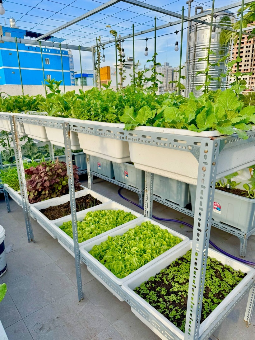 Theo kinh nghiệm của chị Nhớ, khâu xử lý đất để tránh nấm bệnh trước khi canh tác là vô cùng quan trọng. Chị thực hiện rắc vôi, xới đều đất và phơi khô trong khoảng một tuần. Tiếp đến là công đoạn trộn đất với công thức bao gồm 50% đất phối trộn cùng 50% chất tạo xốp như vỏ lạc, trấu hun và các loại phân hữu cơ như phân trùn quế, phân bò.