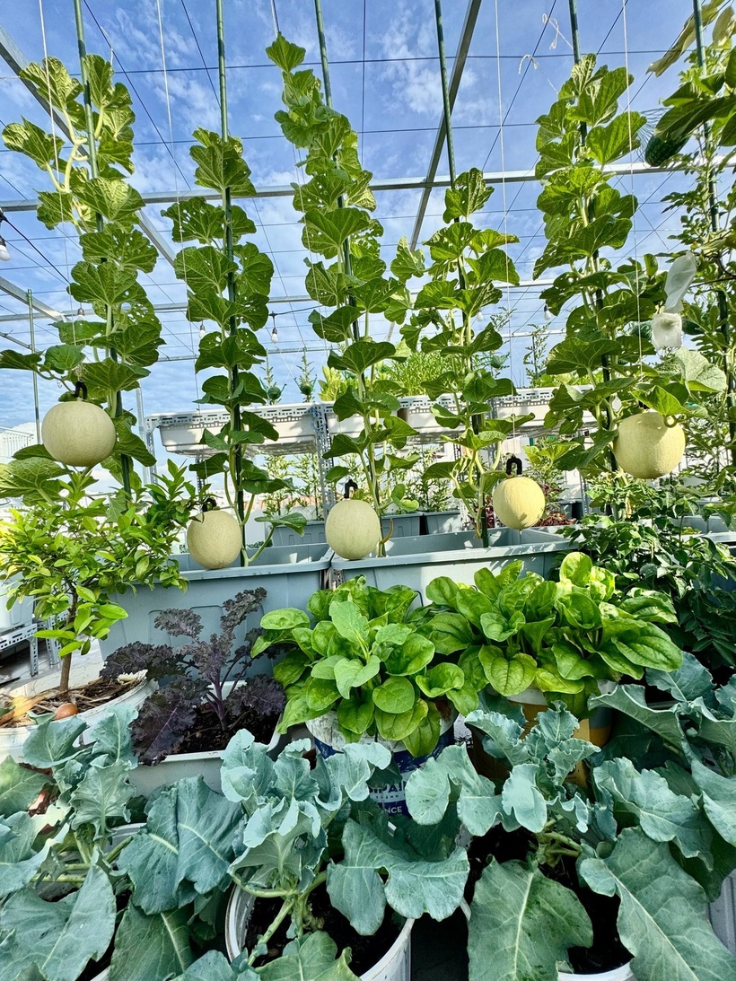 Đồng thời, chị còn bổ sung thêm một ít chế phẩm sinh học như Trichoderma và Humic vào hỗn hợp. Toàn bộ hỗn hợp đất này được trộn đều, tưới ẩm và đem ủ trong khoảng từ 10 đến 15 ngày trước khi bắt đầu trồng.