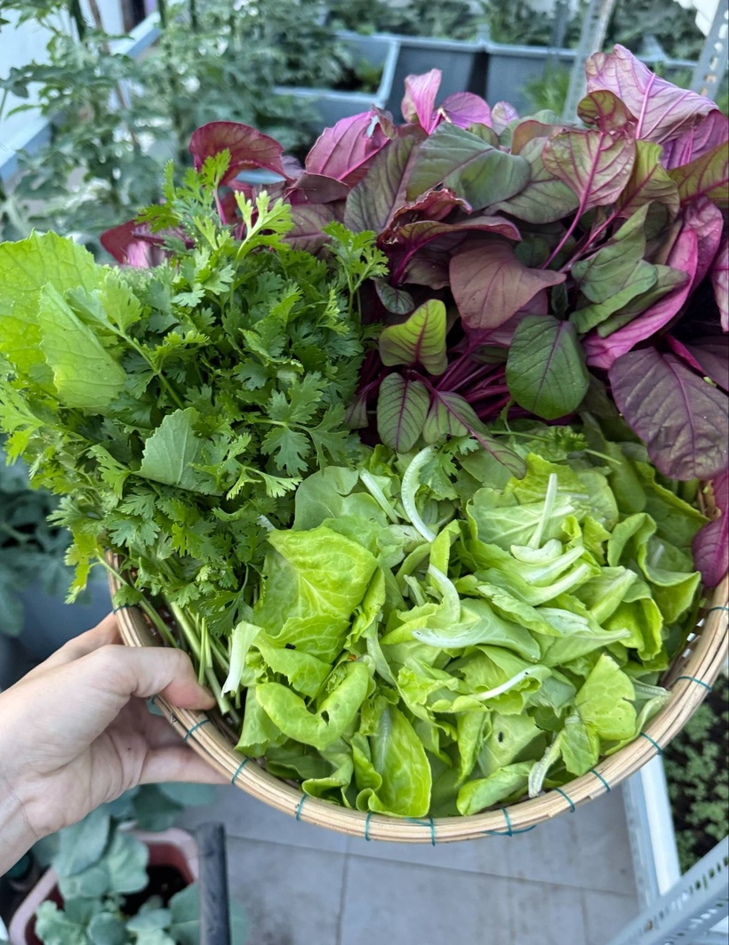 Chị Nhớ chia sẻ rằng việc bố trí sao cho tất cả các cây đều đón đủ ánh nắng cũng là yếu tố then chốt giúp cây phát triển khỏe mạnh. Ở giai đoạn đầu, người trồng cần sự tỉ mỉ và kiên trì, còn giai đoạn sau thì cần học thêm các kỹ thuật tỉa cành lá sao cho phù hợp với đặc tính của từng loại cây.