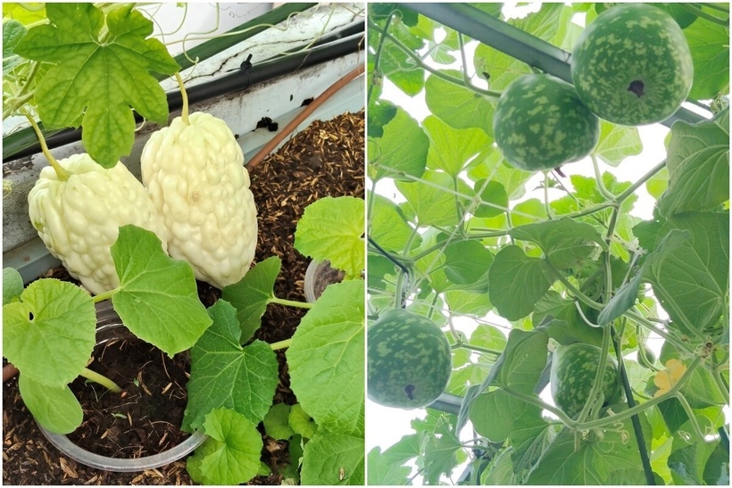 Toàn bộ khối lượng công việc khổng lồ tại khu vườn đều do một tay chị Thừa đảm nhiệm với một lịch trình kỷ luật. Mỗi ngày của chị bắt đầu từ 4 giờ sáng, khi phố phường còn ngái ngủ, chị đã có mặt trên sân thượng để bắt sâu, kiểm tra từng mầm lá trước khi đưa con đi học và bắt đầu công việc chuyên môn lúc 6 giờ. Khi màn đêm buông xuống, sau khi hoàn tất công việc ở phòng lab, chị lại tìm về với màu xanh của lá, tự tay trộn giá thể hay ươm mầm cho những vụ mùa kế tiếp.