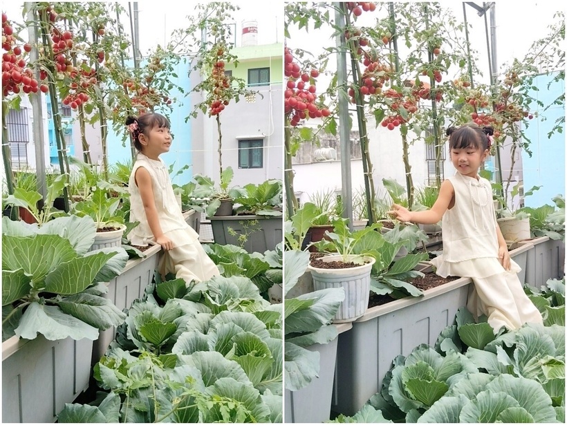 Trong thế giới thực vật đa dạng trên mái nhà, cà chua và dưa lưới là hai loại quả mang lại cho chị nhiều cảm xúc nhất. Cảm giác được nâng niu những trái chín mọng, ngọt lành do chính mồ hôi mình đổ xuống là một niềm hạnh phúc khó diễn tả bằng lời. Giờ đây, khu vườn không chỉ giúp gia đình chị tự túc hoàn toàn nguồn rau xanh mà còn là liều thuốc tinh thần vô giá. Giữa không gian trong lành buổi sớm mai, những áp lực của công việc chuyên môn dường như tan biến, nhường chỗ cho sự bình yên và tĩnh tại trong tâm hồn.