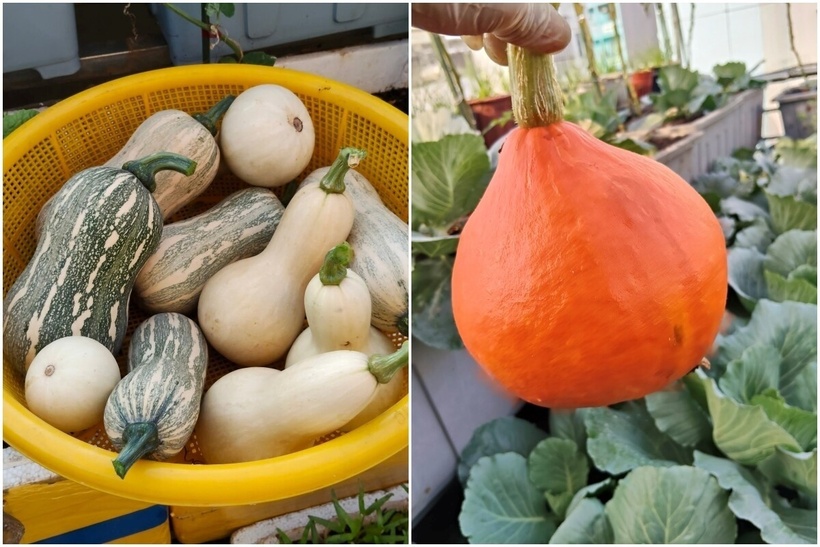 Dù đối mặt với những thách thức đặc thù của canh tác trên cao như gió mạnh, nắng gắt và sự phá hoại của chim chóc, chị Thừa vẫn kiên trì đúc kết những kinh nghiệm quý báu. Chị xác định đất trồng và khả năng thoát nước là yếu tố sống còn nên mọi thùng trồng đều được đục lỗ thoát nước và trộn giá thể linh hoạt theo mùa. Chị ưu tiên sử dụng các loại phân bón hữu cơ như phân trùn quế, phân bò xử lý kết hợp cùng các chế phẩm tự ủ từ trứng, sữa, chuối. Để đảm bảo tiêu chí rau sạch, chị kiên trì bắt sâu bằng tay và chỉ sử dụng thuốc sinh học khi thật sự cần thiết.