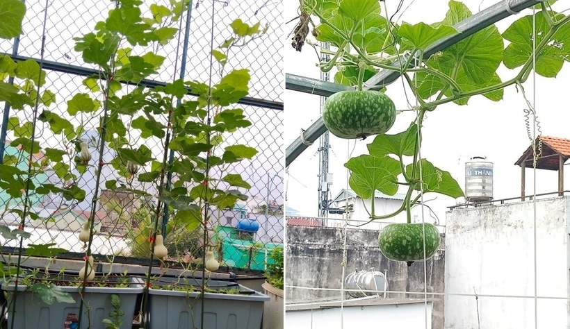 Để sở hữu cơ ngơi xanh như hiện tại, chị đã đầu tư khoảng 30 triệu đồng, tập trung chủ yếu vào hệ thống dàn sắt, kệ trồng và công nghệ tưới nhỏ giọt. Do ngôi nhà đã được xử lý chống thấm kỹ lưỡng từ khi xây dựng, chị có thể yên tâm canh tác mà không lo ảnh hưởng đến kết cấu công trình.