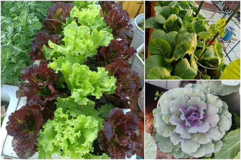 Tận dụng triệt để cấu trúc ngôi nhà một lầu, chị Thừa đã biến ban công lầu 1, sân thượng và cả phần mái phía trên thành những khoảng vườn hữu ích. Không canh tác theo lối ngẫu hứng, chị quy hoạch vườn một cách khoa học và bài bản thành các khu vực chuyên biệt như khu dưa lưới, khu họ bầu bí, khu cà chua và các luống rau ăn lá. Cách bài trí thông minh này không chỉ tạo nên sự thông thoáng cho không gian mà còn giúp chị dễ dàng kiểm soát dịch bệnh và chăm sóc cây trồng hiệu quả hơn.