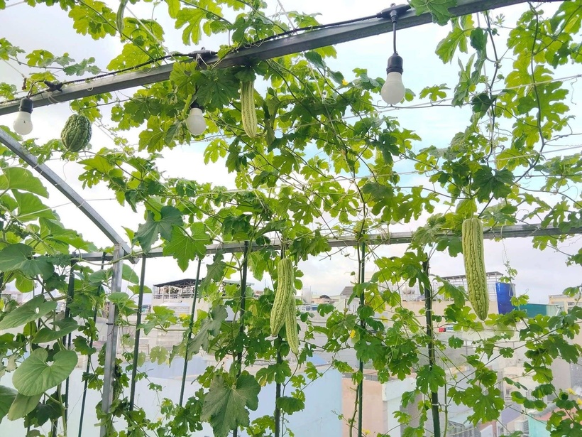 Bên cạnh các chậu cây chuyên dụng, chị còn khéo léo tận dụng thùng xốp để tiết kiệm chi phí. Điểm nhấn trong khu vườn chính là hệ thống tưới tự động, một giải pháp tối ưu giúp duy trì độ ẩm ổn định cho cây trong điều kiện chị không có nhiều thời gian, đồng thời ngăn chặn tình trạng dư nước gây thấm sàn.