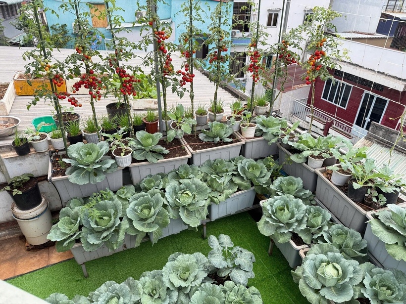 Giữa lòng TP.HCM nhộn nhịp, trên khoảng không gian tầng thượng của một ngôi nhà phố, có một khu vườn xanh mướt vẫn lặng lẽ vươn mình qua từng mùa nắng mưa. Chủ nhân của "ốc đảo" trên cao này là chị Huỳnh Thị Minh Thừa. Hiện đang đảm nhận công việc kỹ thuật viên răng sứ với yêu cầu khắt khe về sự chính xác và tập trung, chị Thừa đã chọn cách lấp đầy quỹ thời gian còn lại bằng niềm đam mê làm nông dân phố, biến sân thượng thành nơi cung cấp thực phẩm sạch và tìm thấy sự thư thái giữa bộn bề cuộc sống.