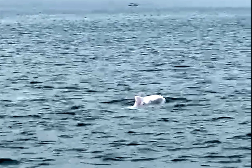 Đàn cá heo thong thả bơi, nhô phần thân màu trắng trên mặt biển. Ảnh: VietNamnet