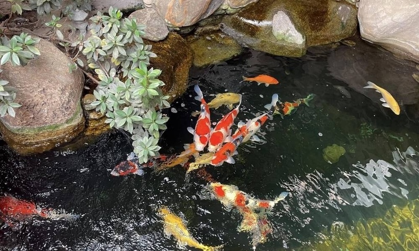 Những quán cafe cá Koi view đẹp cực chill ở TP.HCM - 2