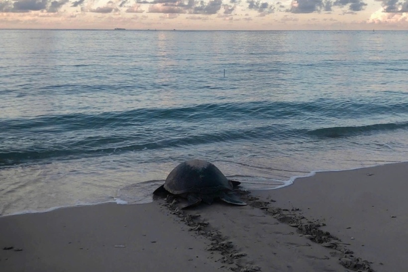 Rùa mẹ trở về biển sau khi lên bờ đẻ trứng tại đặc khu Côn Đảo. (Ảnh: VQG Côn Đảo)