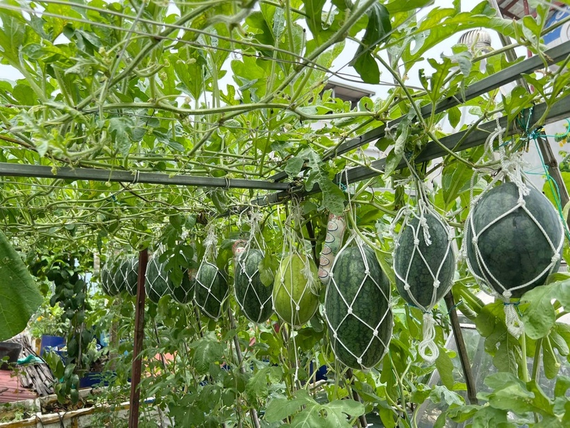 Mỗi mùa, vườn lại thay một màu áo mới, từ rau muống, mồng tơi xanh ngắt của mùa hè đến những luống su hào, bắp cải cuộn tròn trong cái lạnh của mùa đông.