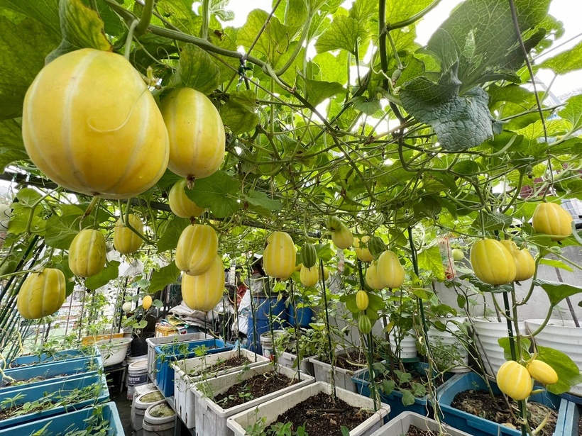 Nữ giáo viên phân chia khu vườn rất khoa học và bài bản. Chị ưu tiên phương pháp canh tác hữu cơ, hoàn toàn không sử dụng thuốc hóa học cho rau xanh để đảm bảo an toàn tuyệt đối cho sức khỏe. Đối với các loại cây ăn quả như dưa lưới, ổi, táo hay thanh long, chị bố trí ở một khu vực riêng biệt. Dù đôi khi phải sử dụng thuốc bảo vệ thực vật cho cây ăn trái, chị luôn tuân thủ nghiêm ngặt thời gian cách ly dài ngày trước khi thu hoạch.