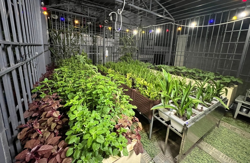 Cơ duyên đưa chị đến với công việc làm vườn bắt đầu từ năm 2020, khi dịch Covid-19 bùng phát khiến nhịp sống thường nhật bị đảo lộn. Trong hoàn cảnh đi lại hạn chế, chị khao khát có một không gian gần gũi với thiên nhiên để giải tỏa cảm giác bí bách và tự cung tự cấp nguồn thực phẩm sạch.