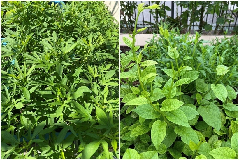 Thấu hiểu niềm đam mê của vợ, chồng chị đã ủng hộ hết mình bằng việc xây thêm cầu thang lên tầng 6 và một phòng nghỉ nhỏ để chị có nơi thư giãn, thưởng trà sau những giờ đứng lớp mệt mỏi. Tổng chi phí cải tạo lên tới khoảng 300-400 triệu đồng. Sự đồng hành của chồng và các con chính là điểm tựa vững chắc nhất, giúp chị luôn cảm thấy mình được "nuông chiều" để nuôi dưỡng sở thích cá nhân.