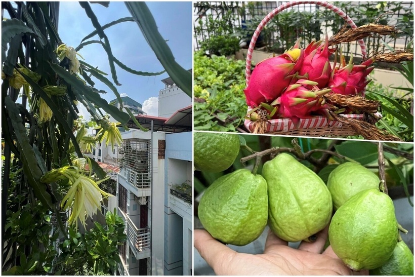 Mảnh vườn hiện tại có diện tích lên đến 150 m2, một con số ấn tượng giữa lòng phố thị, được tạo nên từ sự kết hợp giữa sân thượng nhà chị và hai sân thượng của những người hàng xóm tốt bụng. Chính sự tin tưởng và gắn kết tình thân ái đã giúp chị có được một không gian canh tác rộng rãi để thỏa mãn niềm đam mê.