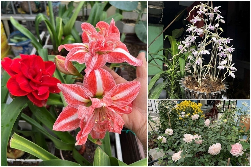 Dù lịch trình giảng dạy bận rộn, chị Nga vẫn duy trì thói quen chăm sóc vườn tược một cách kỷ luật. Buổi sáng chị dành một tiếng để tưới cây, cuối tuần lại miệt mài bón phân và làm đất.