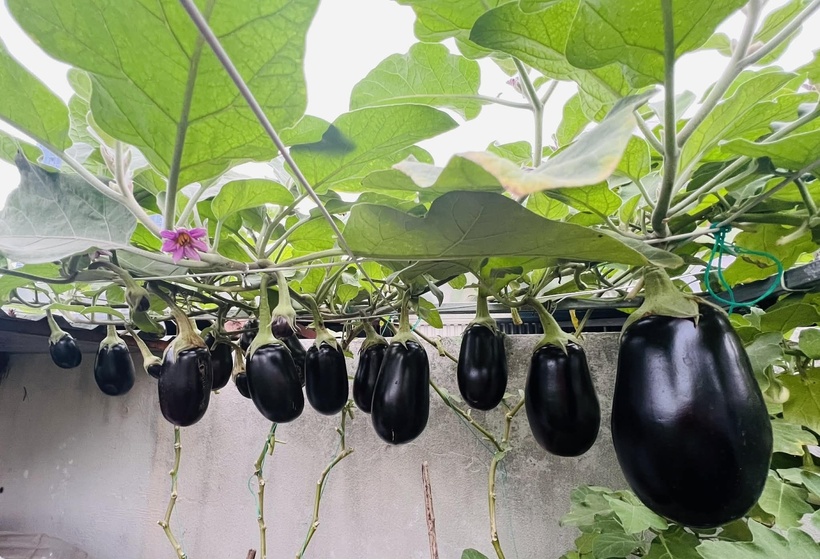 Theo chị, việc trồng rau trên cao khó khăn hơn nhiều so với dưới mặt đất do hạn chế về dinh dưỡng và sâu bệnh, vì vậy người trồng không chỉ cần sự chăm chỉ mà còn phải có kiến thức kỹ thuật vững vàng. Sự kiên trì đó đã mang lại quả ngọt khi gia đình chị gần như không phải đi chợ mua rau, thậm chí còn có dư để biếu tặng người thân và bạn bè xung quanh.