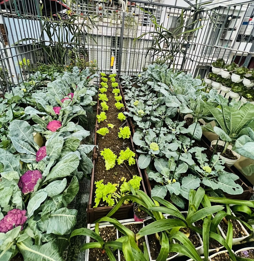 Để có được thành quả như hiện tại, gia đình chị đã đầu tư không ít công sức và tài chính. Từ những ngày đầu vất vả chở từng bao đất từ ngoại thành về và tận dụng thùng xốp, đến nay khu vườn đã trở nên quy củ hơn nhờ việc cải tạo nhà cửa.