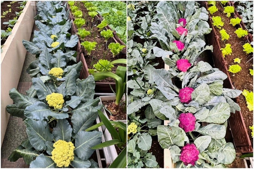 Điều đặc biệt nhất trong hành trình này chính là cách chị Nga tìm thấy sự giao thoa giữa nghề giáo và nghề vườn. Chị nhận ra rằng, muốn có một luống rau xanh tốt hay một thế hệ học trò trưởng thành, người chăm sóc đều phải đặt vào đó sự nâng niu, nhẫn nại và tình yêu thương vô bờ bến.