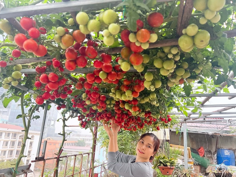 Chị Nga hiện là giáo viên tiểu học một trường trên địa bàn. Đối với chị, việc gieo mầm và chăm sóc cây cối không đơn thuần là một sở thích lúc an nhàn, mà đó còn là sự phản chiếu sâu sắc triết lý sống cũng như tâm huyết đối với nghề giáo cao quý mà chị đang theo đuổi.