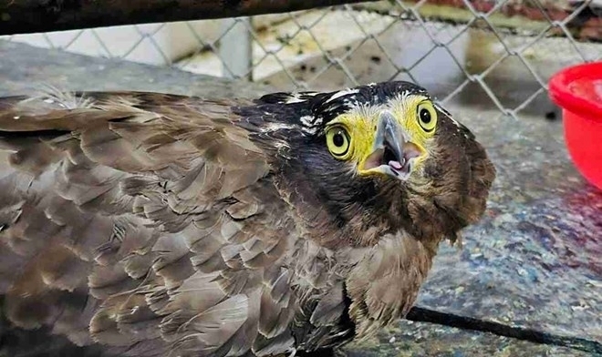 Cá thể diều hoa Miến Điện nặng khoảng 2 kg trước khi bàn giao. Ảnh: Lao động