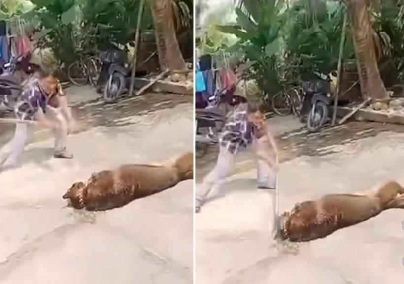 Con chó béc giê tấn công cụ ông bị người dân đánh chết sau đó. (Ảnh: Thanh niên)